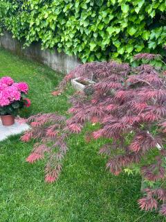 Casa Via Romana - Lucques - 5