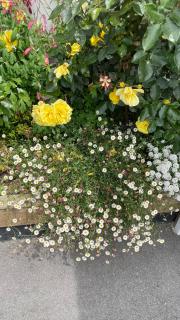 Central located new build 3 bed rooms entire house - Oamaru - 4