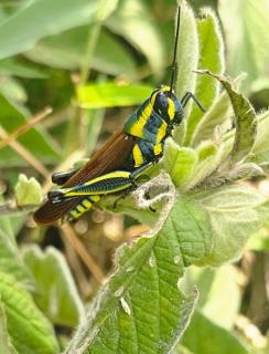 Nakupenda Afrika near JNIA Airport - 8