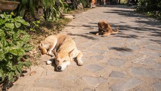 Hang Lan Ecolodge - 7