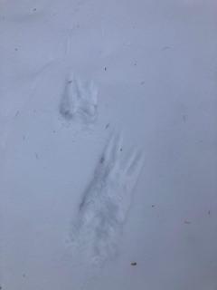 Ferienhaus-stadtkyll Beim Förster - 8