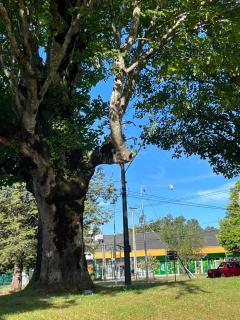 Cabaña Nueva residencial - 0