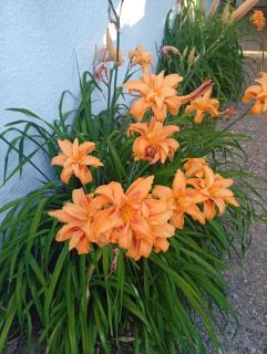 HERMOSO ALOJAMIENTO TEMPORARIO KAYA - 9