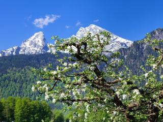 Triembachhof - Schönau am Königssee - 1