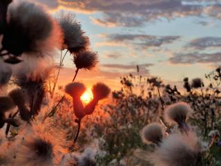 Królewska Sielanka - 0