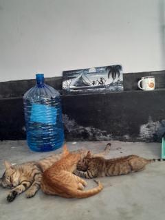 Slow local living - Jambiani - 2