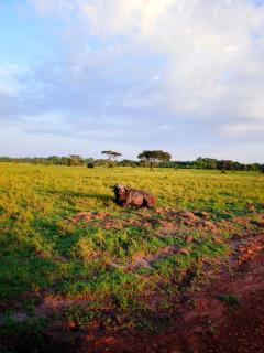 Oloiba Nkuti Lodge - 8
