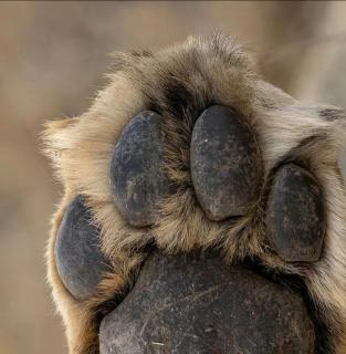 Oloiba Nkuti Lodge - 9