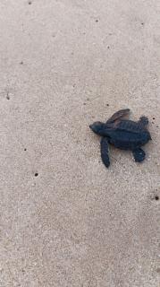 Sea Crest Beach Villa - 6