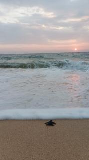 Sea Crest Beach Villa - 7