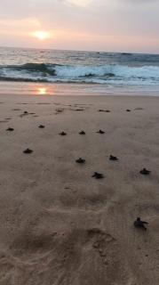 Sea Crest Beach Villa - 8