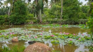 Dark Green Resort - Airport Transit Villa - 3