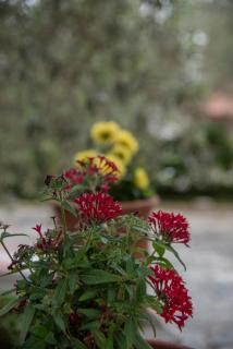 Sea View Traditional Villa - 0