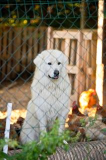 Farma Zelená Ruža - 8