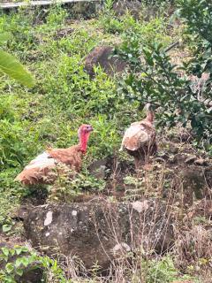 Chalé Bela Vista - Três Cachoeiras - 1