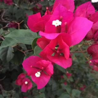 Beautiful Cottage overlooking Sea - 4