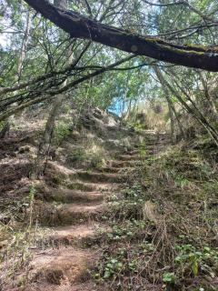 Bosque Venado de Oro - 5