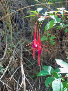 Mini Urbano Pirque - 3