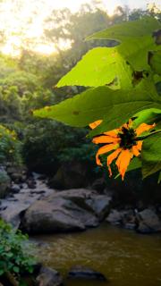 Jungle River Heaven Ella - Ella - 5