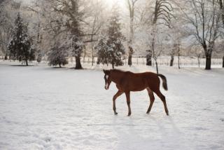 Lopota Lake Resort & Spa - 6
