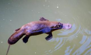 Platypus Heaven Waratah Waterfall Retreat Unit1 Free Pay TV In 2 Rooms Free Bottle Wine & Free WiFi - Waratah - 5