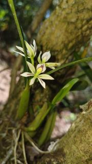 Casa Monstera Monteverde - 6