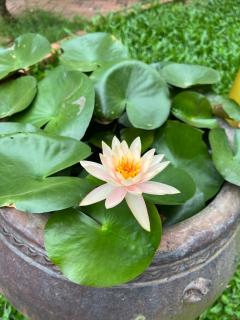 Tropical Garden Phu Quoc - 4