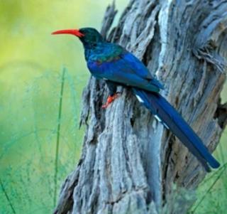 Casa de Santos Bed and Breakfast Solar and Water off grid - 6