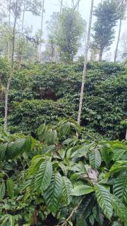 Golden Valley Abode - 3