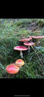 B&B Alba Sul Lago - 2