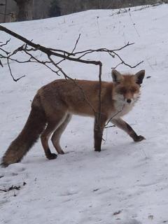 Pension Casa Vero - 9