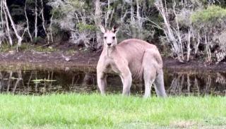 Entire vineyard estate, hunter family gatherings - 0