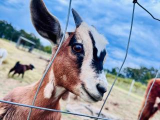 Entire vineyard estate, hunter family gatherings - 8