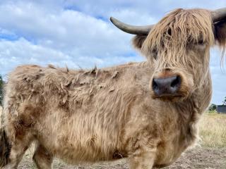 Entire vineyard estate, hunter family gatherings - 9