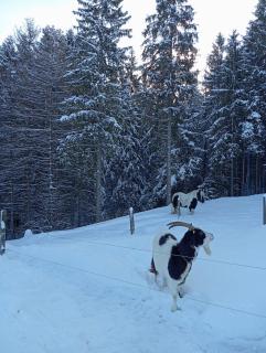 Ferienhaus Wimmer - 7