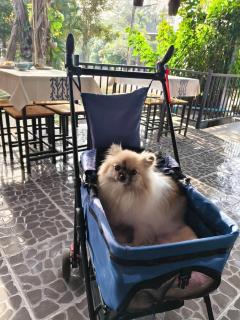 B-tel Chomthong resort Chiang mai - 5