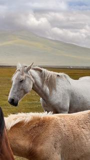 Kel-Suu yurt camp - 8