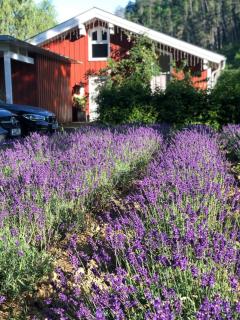 Wooden dream house like in Scandinavia - 3