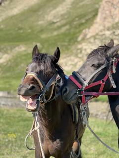 Kel-Suu yurt camp - 9