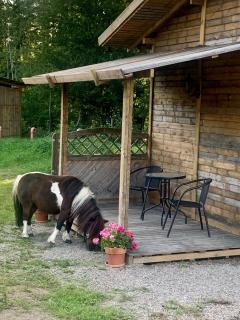 STUGA COTTAGE ÄNGELHOLM lantlig, on horsefarm - 1