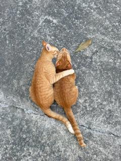 HY GUESTHOUSE PHU QUOC - Nhà Hy vivu bên Vườn - 5