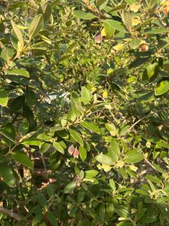 HY GUESTHOUSE PHU QUOC - Nhà Hy vivu bên Vườn - 7