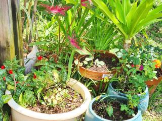 Ti case fleurie * Piscine * Jardin tropical - 5