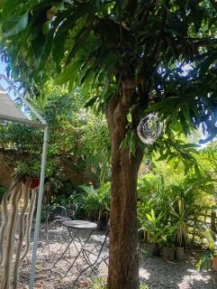 Kactus de la abuela - 2