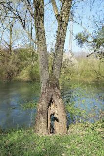 L'œil de la Vouivre ou l'œil du Dragon - 4