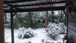 Bosbungalow de Eekhoorn - 2