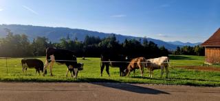 Vierländereck - Suites - Leiblachtal - 4