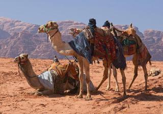 Wadi Rum Luxury Star Camp - 4