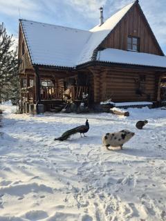 Drevenica pod vŕbami s farmou a zvieratami - 7