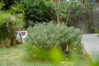 "Casa Amalia Apartamentos" Plaza Italia y Av Arístides a 50mts, lugar con jardín - 8